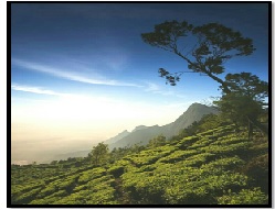 SOUTHERN SERENITY - COORG-OOTY-KODAIKANAL