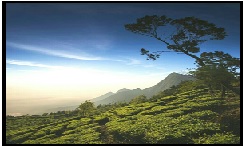 SOUTHERN SERENITY - COORG-OOTY-KODAIKANAL