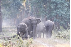 GREEN DOOARS LAND PACKAGE