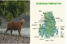 SUNDARBANS DISCOVER OF MANGROVES