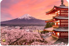 JAPAN- CHERRY BLOSSOM DELIGHT