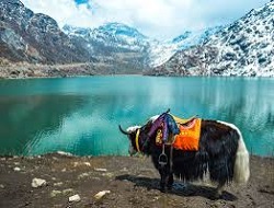 HIMALAYAN TRANQUILITY