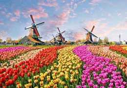KEUKENHOF SPECIAL GLIMPSES OF EUROPE EX JAIPUR