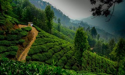 MESMERIZING KERALA
