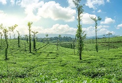 KOFFEE WITH KARNATAKA 