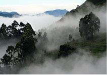 KODAIKANAL ECONOMY PACKAGE