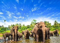 BEST OF SRI LANKA