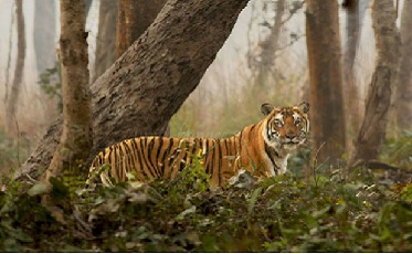 MYSTIC BENGAL