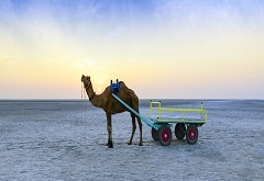 RANN UTSAV WEEKEND PACKAGE WITH TRAIN TICKETS